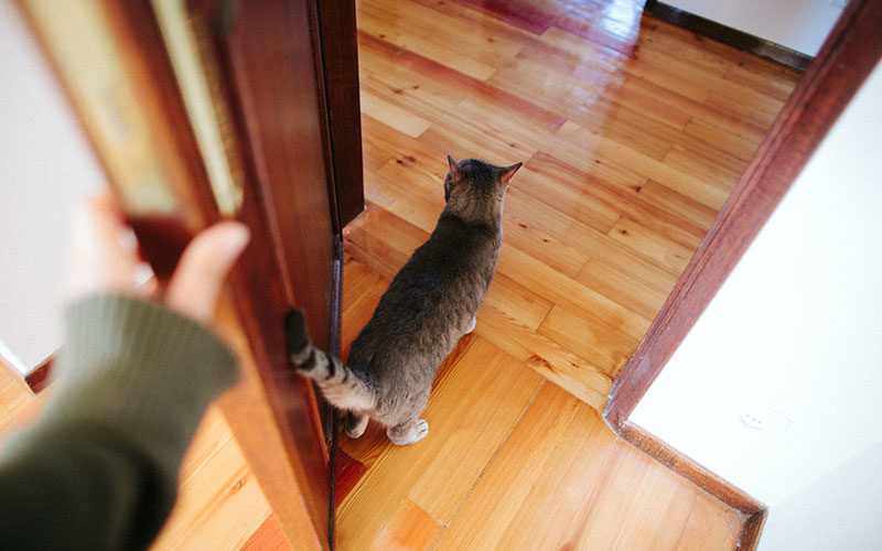 indoor-cat-door-to-let-cats-go-into-rooms-but-not-dogs