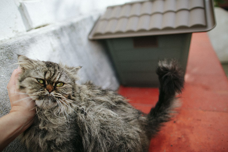 petting-bjorn-the-cat-cute-half-persian-tabby