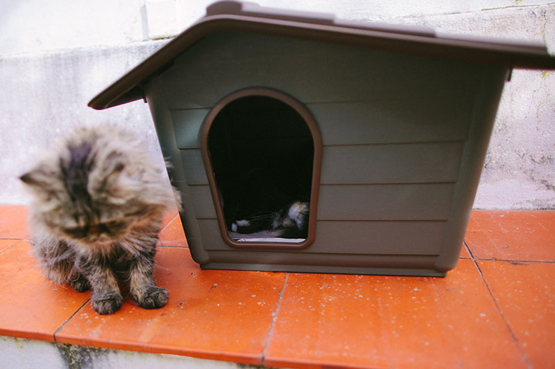 heated feral cat house