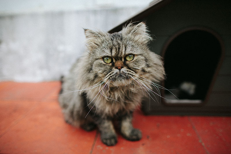 bjorn-half-persian-half-tabby-new-cat