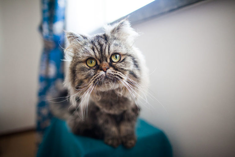 17 Techniques You Can Try to Encourage Your Cat to Play with You