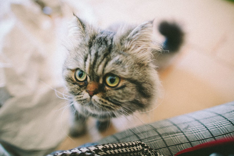 "Why Does My Cat Bite My Feet?" Explaining Foot, Leg, Ankle & Toe Chomps