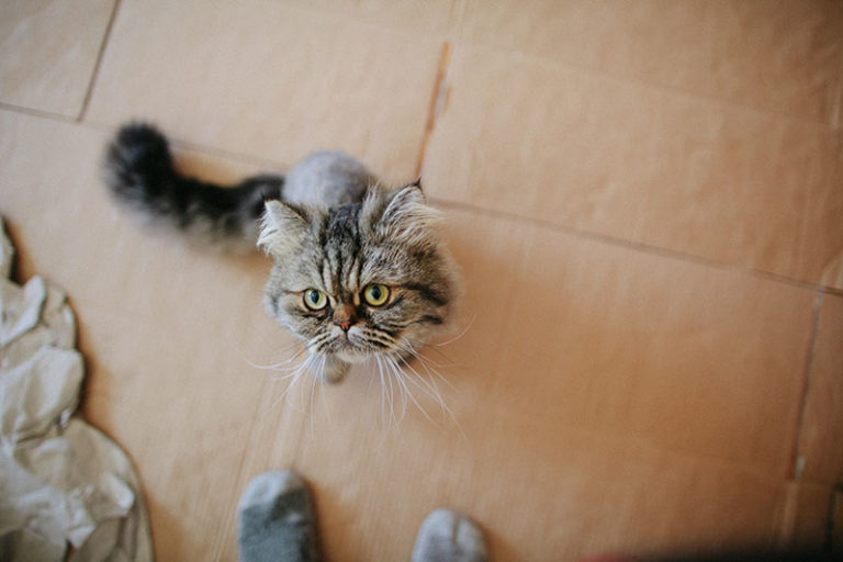 "Why Does My Cat Bite My Feet?" Explaining Foot, Leg, Ankle & Toe Chomps