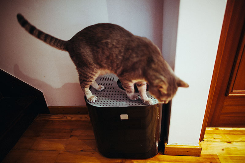 cat-using-corner-litter-box-modkat-top-entry