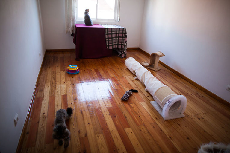 Is It Ok to Leave a Cat in a Cage All Day or at Night? (+Alternative