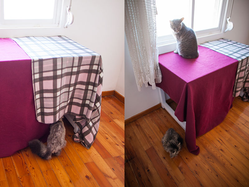 cat-going-in-and-out-of-diy-cat-condo-tent-blankets-and-table