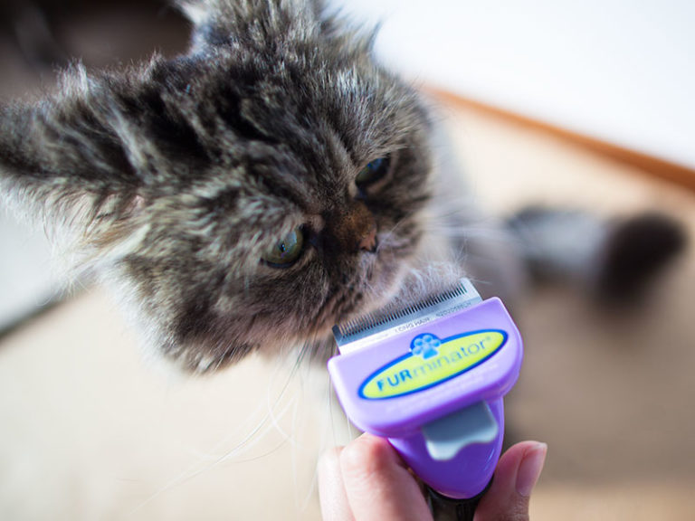 Best Brushes for Long Haired Cats From Daily Use to DeTangling Mats