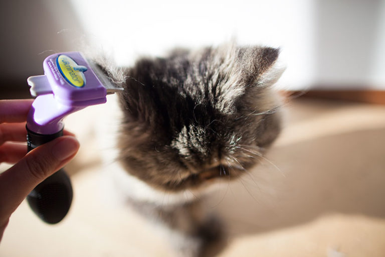 Best Brushes for Long Haired Cats: From Daily Use to De-Tangling Mats