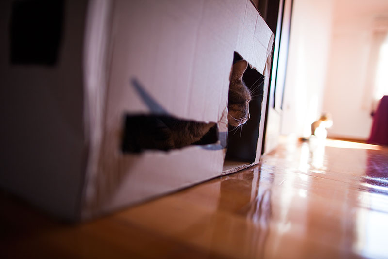 multi-cat-condo-diy-cardboard-box-cut-outs