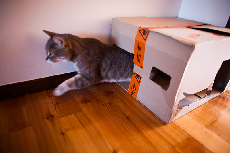 easy-to-make-cardboard-cat-houses-for-multiple-cats