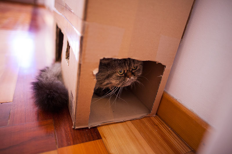 A DIY Formula to Create the Purrfect Multi-Cat Cardboard Box Condos