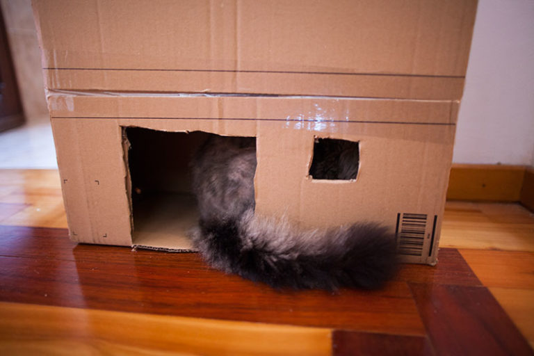 A DIY Formula to Create the Purrfect MultiCat Cardboard Box Condos