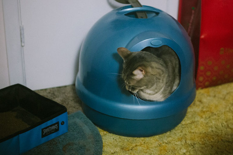 Dig Dome Litter Boxes? Petmate Boodas (Original, CleanStep, Pearl) & More