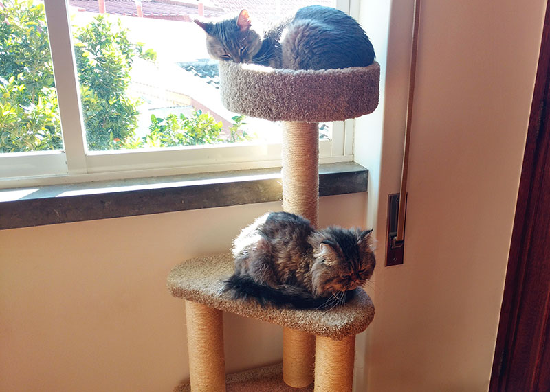 two-cats-sleeping-together-on-amazon-basics-tree