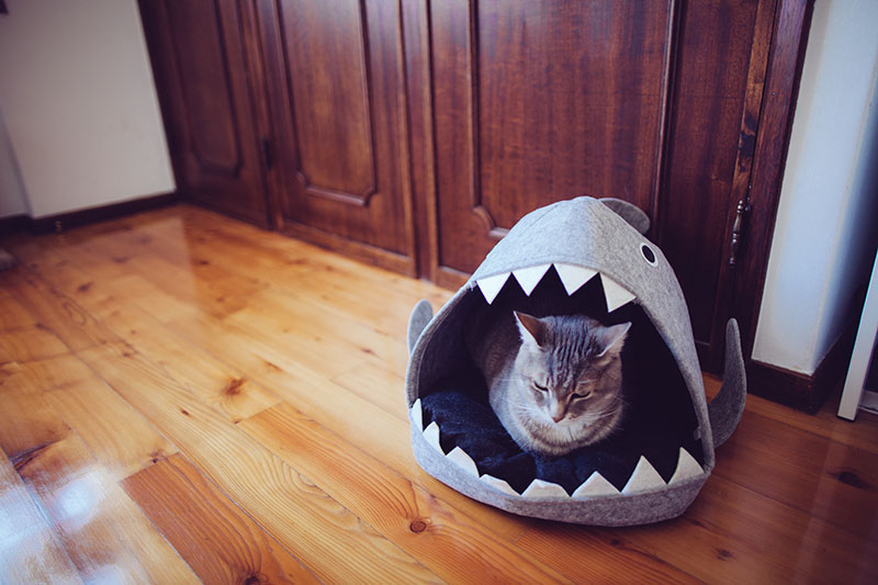 grumpy-cat-sitting-in-shark-pet-bed