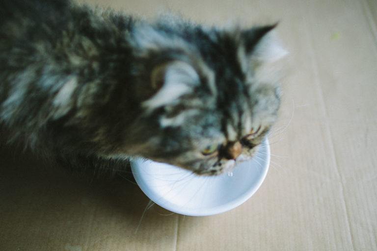 Why Cats Spill Water from Bowls Paw, Play, Splash, & Knock Over Behaviour