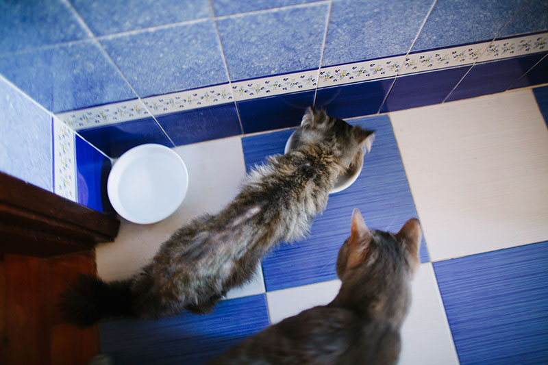 water-drinking-bowl-cat-pets