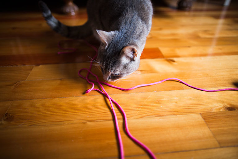 Why Do Cats Like String? What Makes It Fun to Watch & Play With?