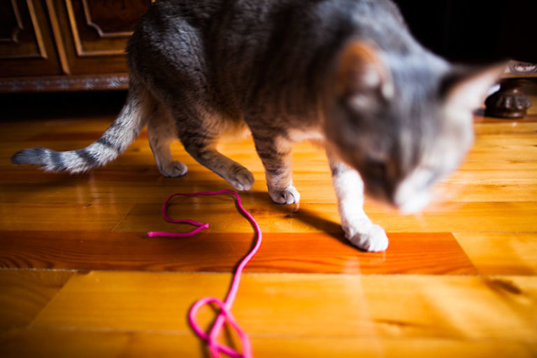 Why Do Cats Like String? What Makes It Fun to Watch & Play With?