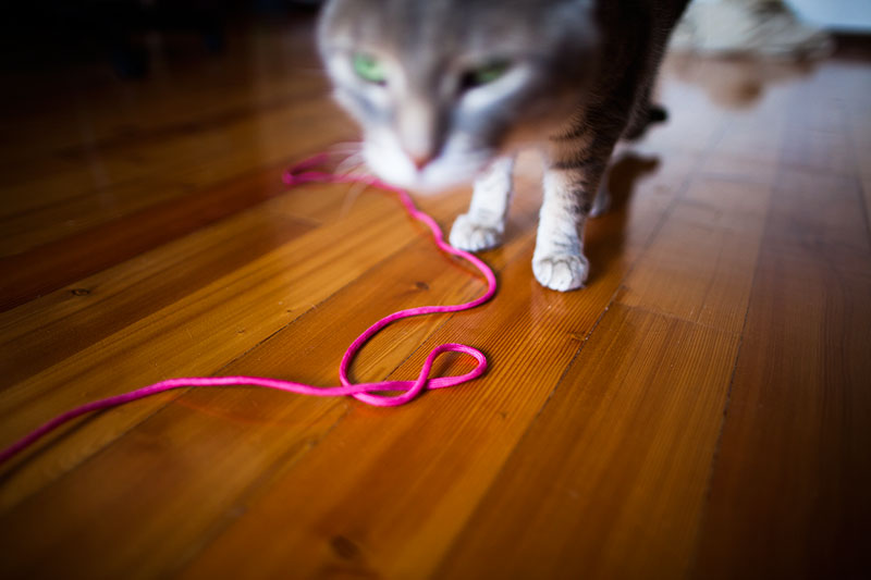 Why Do Cats Like String What Makes It Fun To Watch Play With