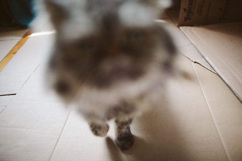 cute-kitty-cat-surrounded-by-cardboard