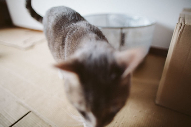 Disposable Litter Boxes Making Travelling & Moves with Cats a Touch Easier