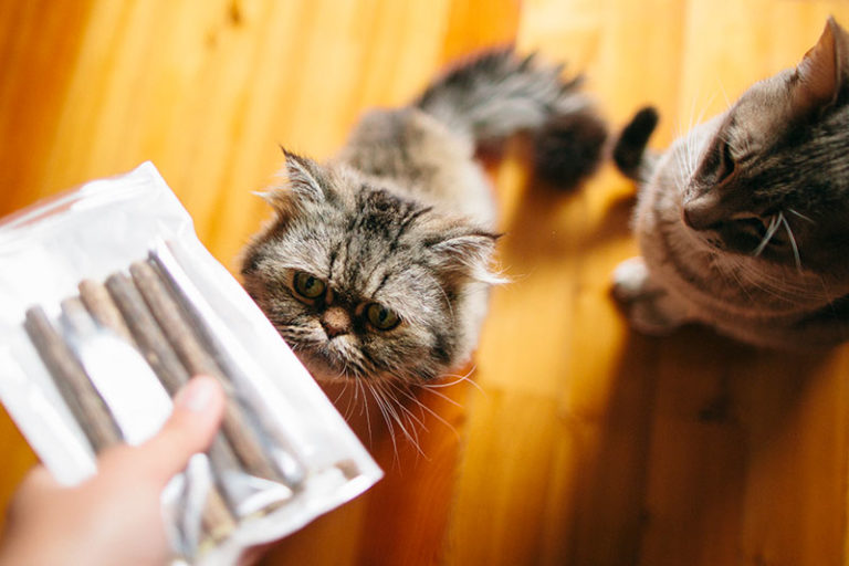 Easy Fix How to Stop Cats from Eating Each Others' Food