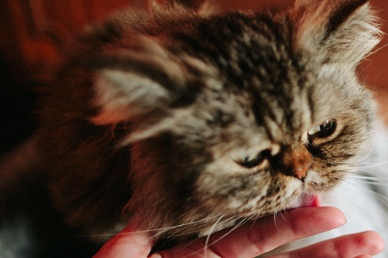 cat-likes-licking-fingers-why-cats-lick-hands