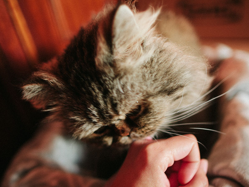 cat licking food but not eating