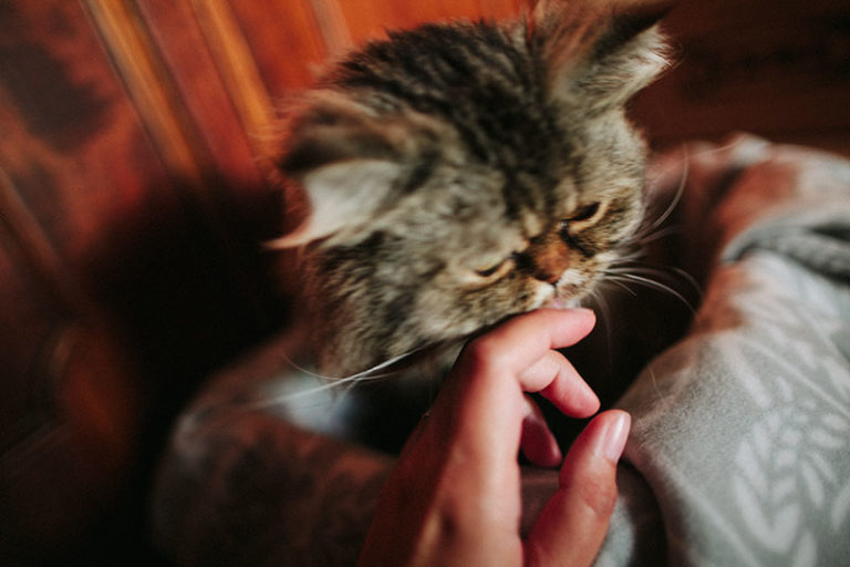 "Why Does My Cat Nibble on Me?" 11 Theories That May Explain Why