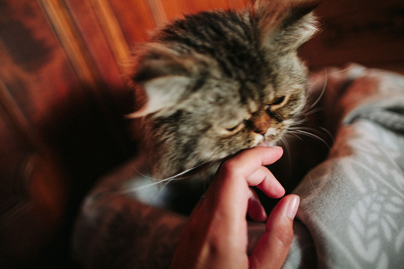 some-cats-enjoy-licking-fingers-cats-that-lick-hands