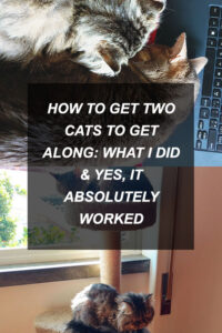 kittyclysm-cat-blog-help-advice-tips5