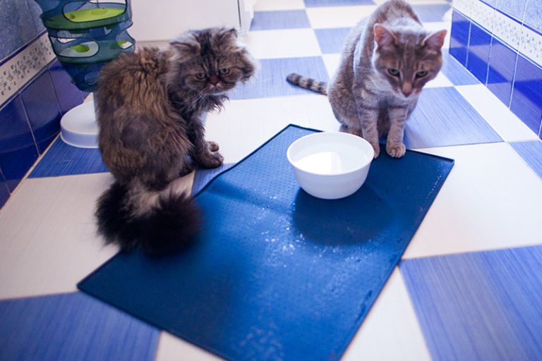Why Cats Spill Water from Bowls Paw, Play, Splash, & Knock Over Behaviour