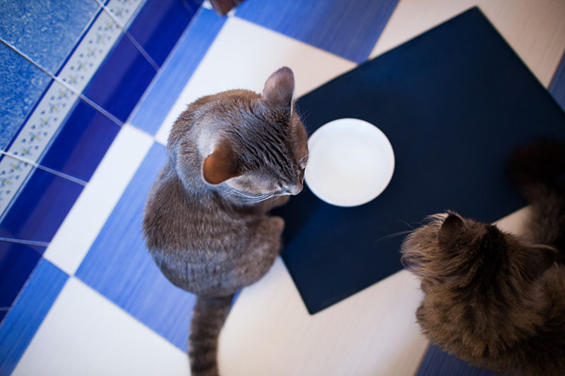 Cats Climbing Carpet Wall Cat Climbing Cat Climbing Wall Cost Of Carpet