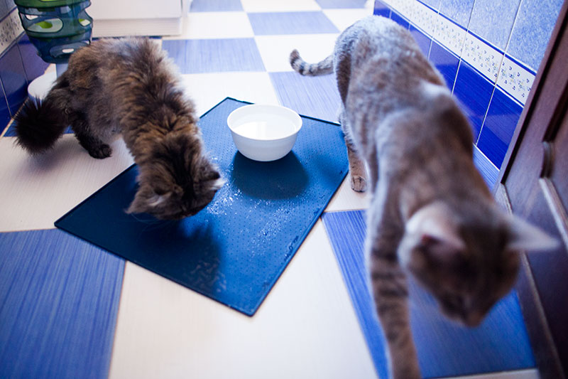 Cat keeps shop spilling water dish