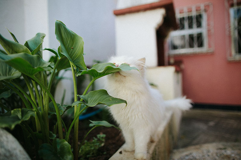 outdoor-cat-sniffing-plant