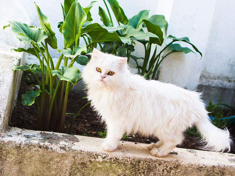 aramis-the-white-persian-cat-three-musketeer