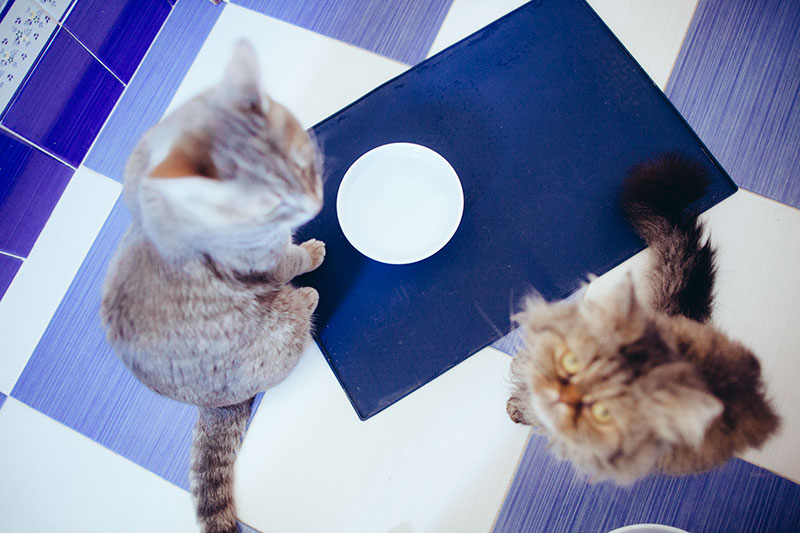 two-cats-sitting-near-water-bowl-and-non-slip-food-mat