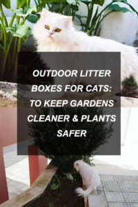 kittyclysm-cat-blog-help-advice-tips6