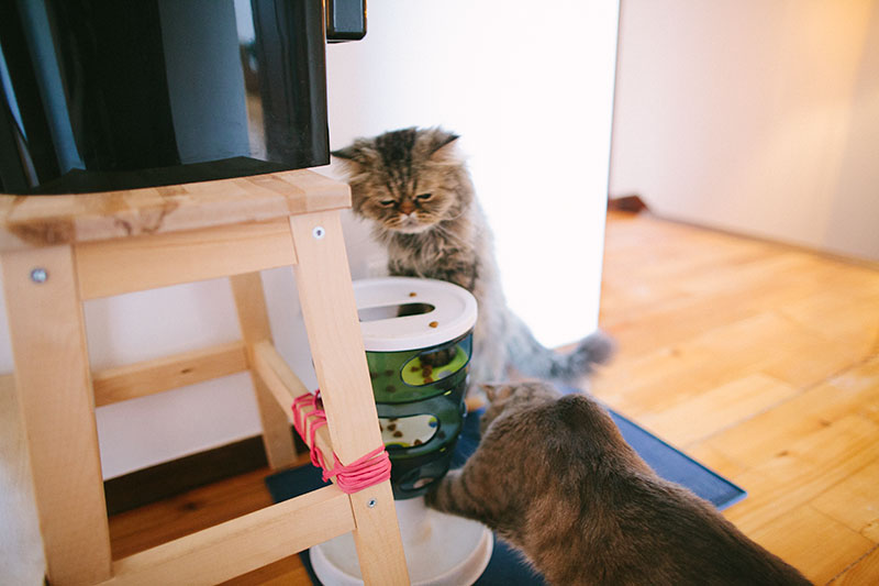 cats-eating-from-catit-food-maze-pet-feeder-review