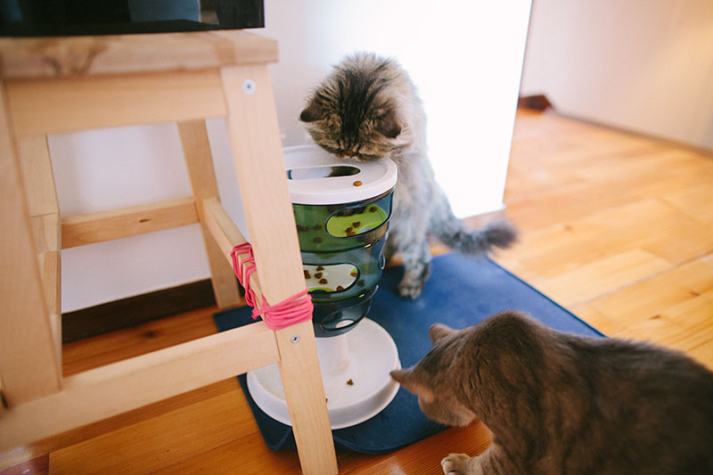 cats-eating-from-catit-food-tree-kibble-cat-toy-feeder