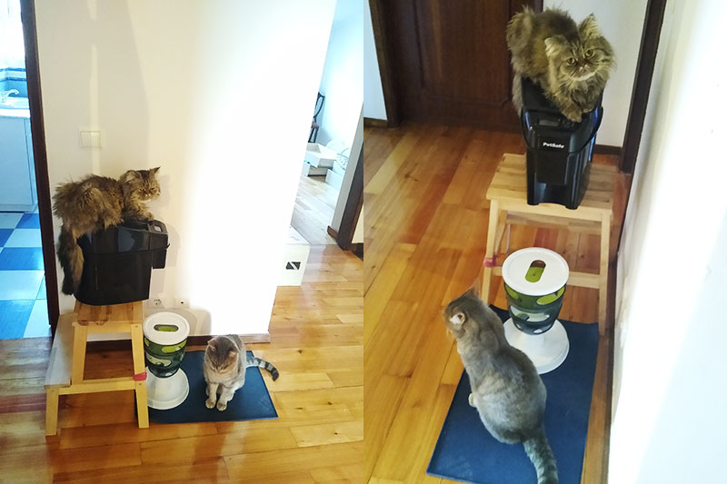 cat-sitting-on-pet-safe-automatic-feeder