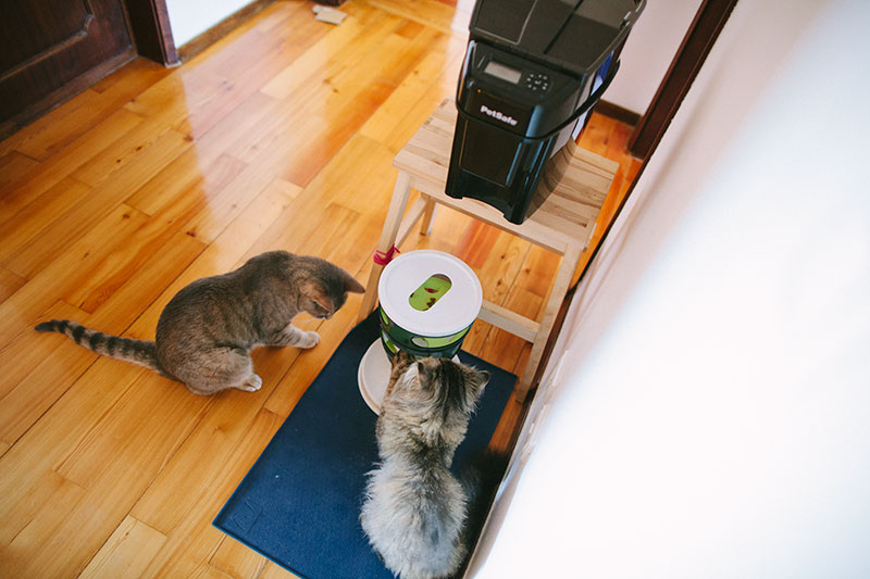 set-up-petsafe-simply-feed-catit-design-senses-food-maze