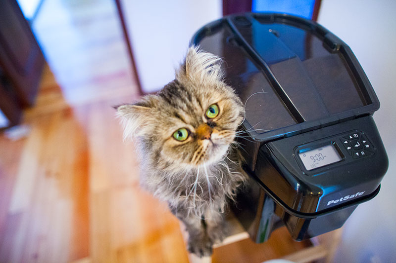 cat-posing-petsafe-healthy-pet-simply-feed-automatic-feeder