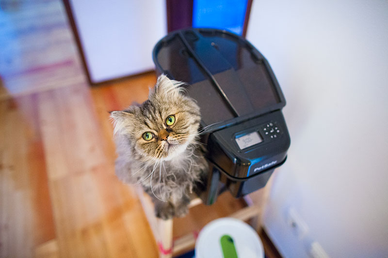 Timed Cat Feeders Preventing Hunger Eating Too Much Too Quickly