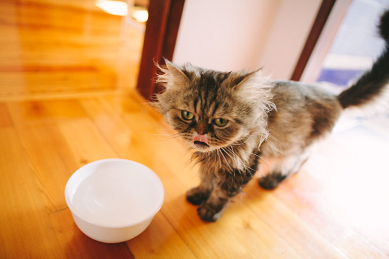 "Why Did My Cat Pee on Me?" 11 Potential Explanations + Solutions