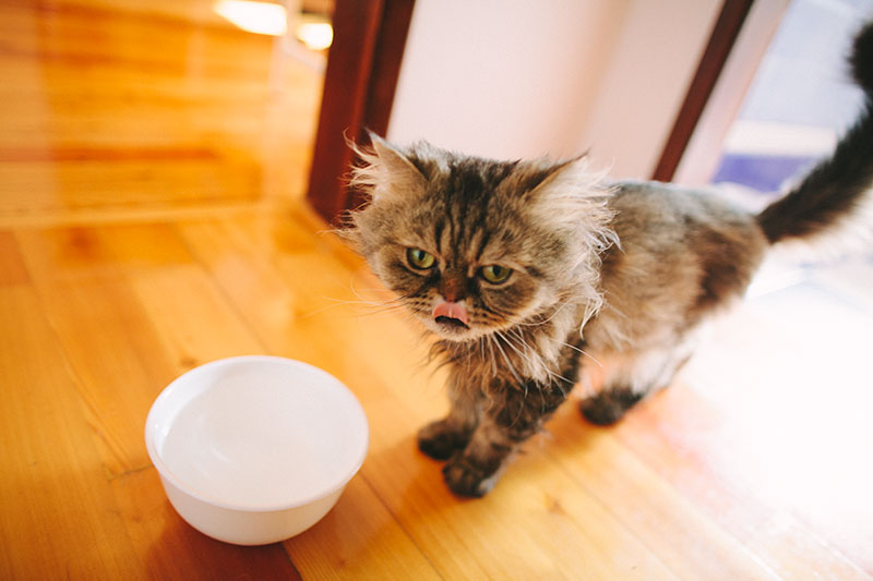 cat-licking-drinking-water-out-of-bowl