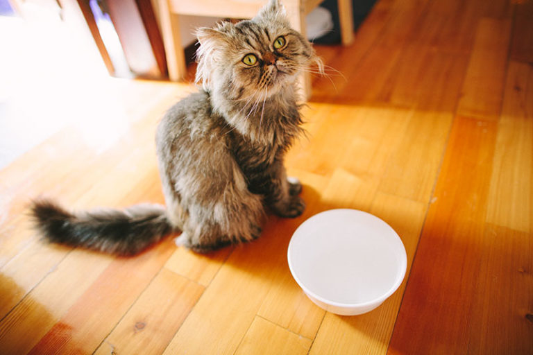 Why Cats Spill Water from Bowls Paw, Play, Splash, & Knock Over Behaviour