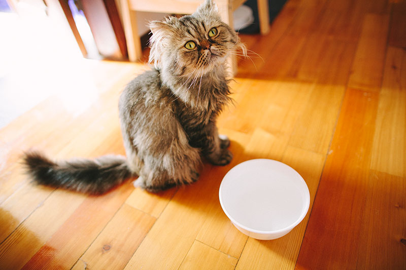 cat-sitting-with-ceramic-water-bowl