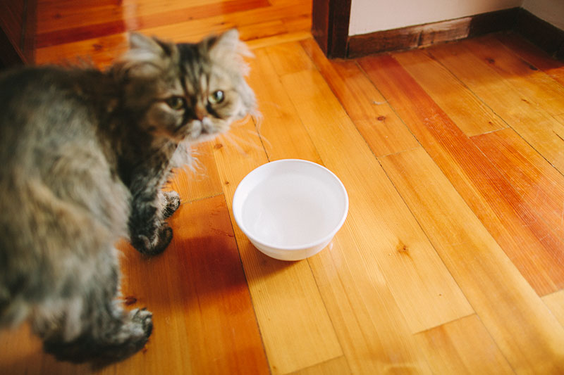 ceramic-water-bowl-for-cats-corelle-drinking